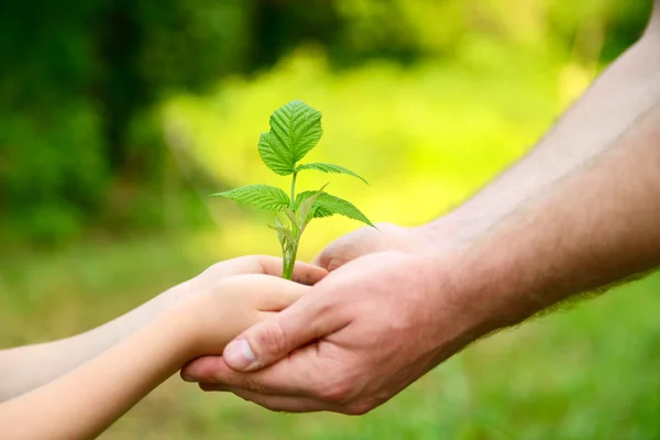 Hands holding green growing plant — Stock Photo, Image