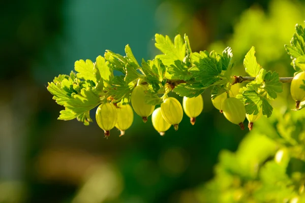 Frische und reife Stachelbeeren — Stockfoto