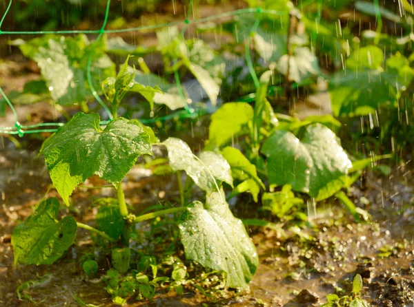 Piante di cetriolo durante annaffiamento — Foto Stock