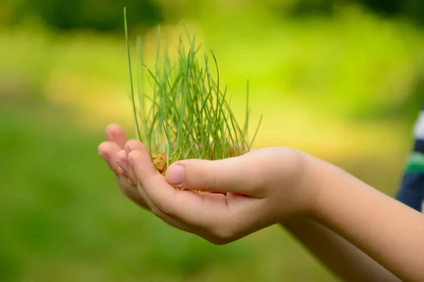 Kid's hands holding green growing plant — Stock Photo, Image