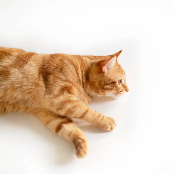 Beau Chat Rouge Avec Les Yeux Roux Posant Tout En Etant Couche Sur Un Fond Blanc Gros Plan Mammifere Nature Stock Photo