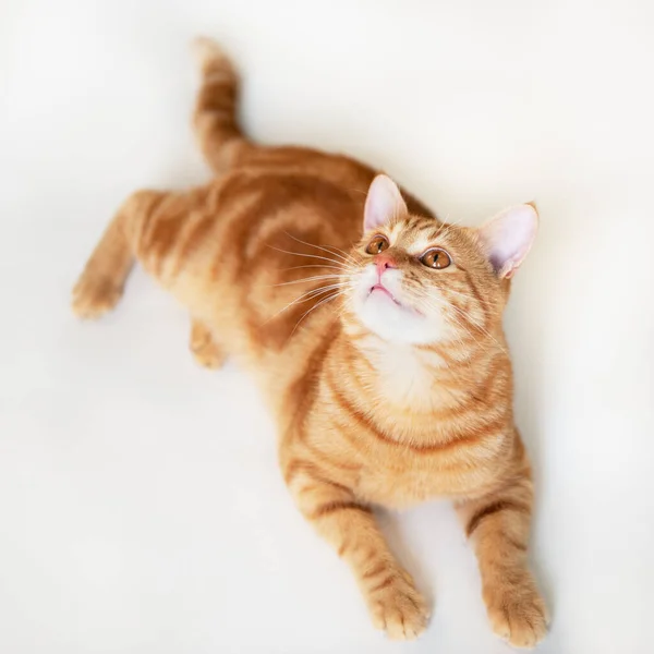 Beau Chat Rouge Avec Les Yeux Roux Posant Tout En Etant Couche Sur Un Fond Blanc Gros Plan Mammifere Nature Stock Photo
