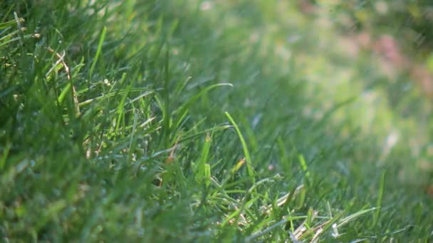 Pluie tombant sur l'herbe 