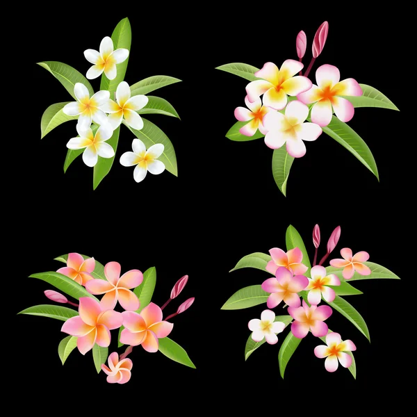 Conjunto de flores e folhas tropicais. Flor de plumeria exótica —  Vetores de Stock