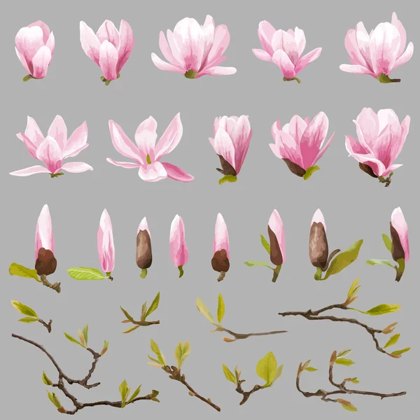 Magnolia Set de Flores y Hojas. Flor exótica. Vector — Archivo Imágenes Vectoriales