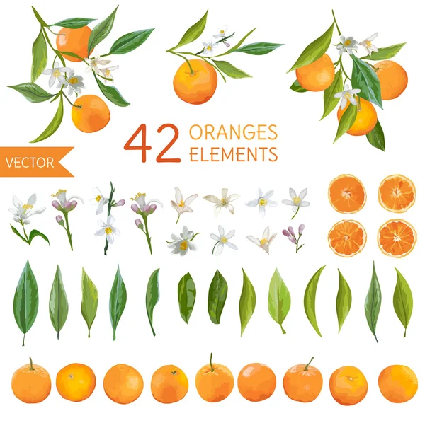 Oranges Vintage, Fleurs et Feuilles. Bouquetes de citron. Oranges de style aquarelle. Fruits vectoriels Contexte . — Image vectorielle