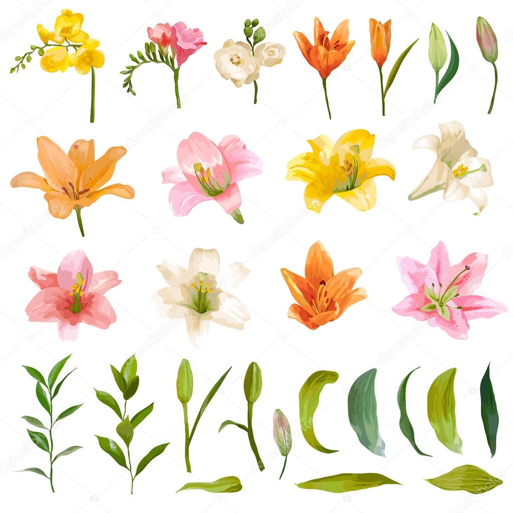 Vintage Lily and Rose Flowers Set - Watercolor Style - in vector