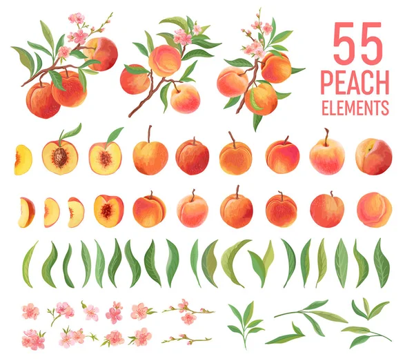 Ensemble d'aquarelle Peach Fruit. Pêches isolées collection de fruits, feuilles, tranches sur blanc — Image vectorielle