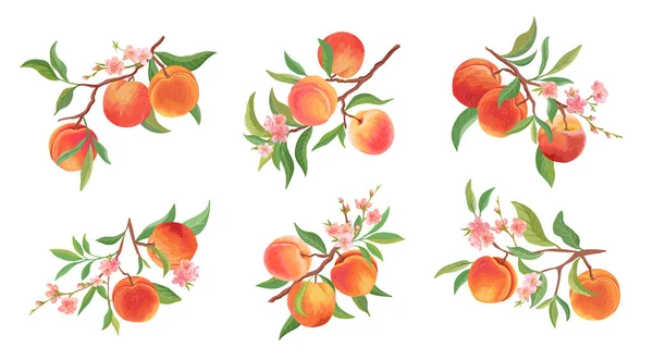 Acuarela Conjunto de ramas vectoriales melocotón. Frutos, flores, hojas y trozos cortados a mano — Vector de stock