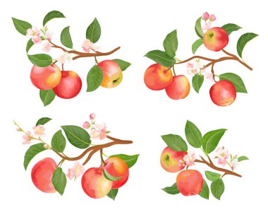 Posterler, düğün kartları, yaz afişleri için suluboya elma dalları, yapraklar ve çiçekler