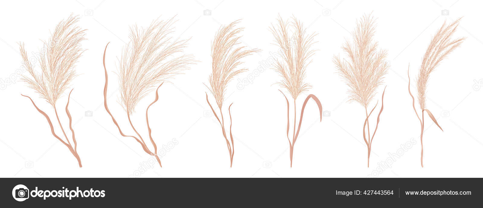 Dry pampas grass vector set. Watercolor field autumn design elements