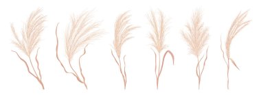 Dry pampas grass vector set. Watercolor field autumn design elements. Boho fall illustration of dried plant clipart