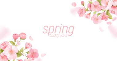 Sakura çiçekleri gerçekçi çiçek afişleri. Kiraz çiçeği vektör tebrik kartı tasarımı. Bahar çiçeği illüstrasyonu
