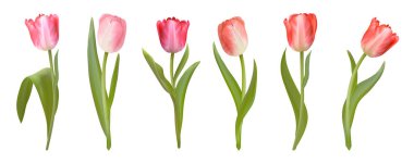 Gerçekçi vektör laleleri ayarlandı. Bahar Pembe Çiçekleri beyaz arka planda izole edilmiş. Lale çiçeği şablonu