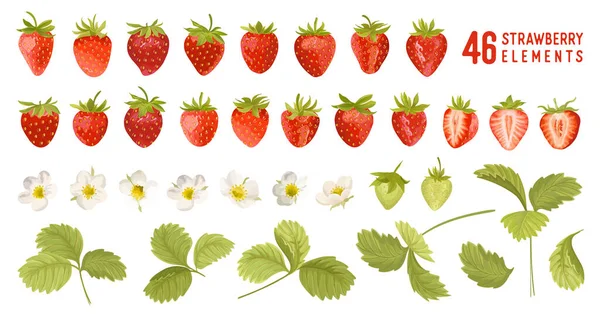 Ensemble d'illustrations vectorielles de fraises. Aquarelle baie mignonne, fleurs, feuilles isolées. Éléments de conception jardin été — Image vectorielle