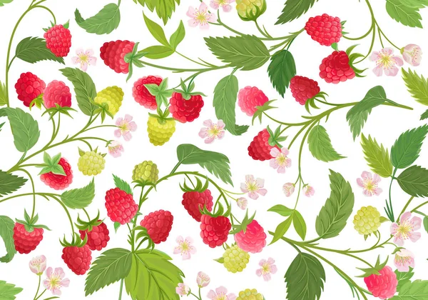 Aquarel framboos naadloos patroon. Zomer bessen, fruit, bladeren, bloemen achtergrond — Stockvector