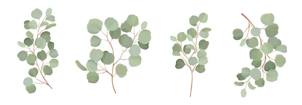 Eucalyptus vector acuarela conjunto floral. Ramas de hojas verdes, verde plata dólar, hojas naturales — Vector de stock