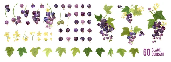 Ensemble d'aquarelle Black Currant Fruit. Collection isolée de baies, fruits, feuilles sur blanc — Image vectorielle