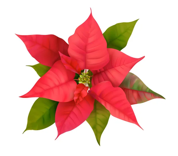 Vecteur 3D Poinsettia Floral Réaliste. Fleur de Noël d'hiver Isolé sur blanc pour la conception de la carte, Salutations — Image vectorielle