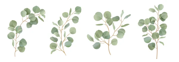 Eucalyptus vector acuarela conjunto floral. Ramas de hojas verdes, verde plata dólar, hojas naturales — Archivo Imágenes Vectoriales