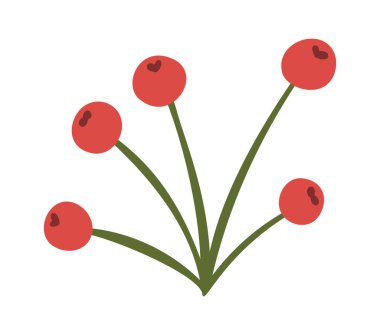 Kırmızı yaban mersini kökü Noel şubesi dekorasyonu