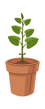 Çiçek saksısında yeşil yapraklar filizlenir