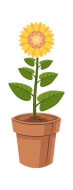 Ot içinde büyüyen yeşeren genç ayçiçeği.