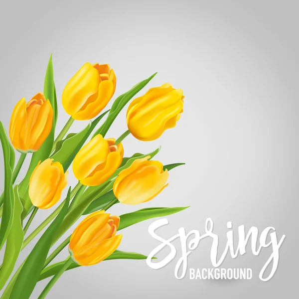 Spring Flower Background - with Tulips - in vector — Stock Vector