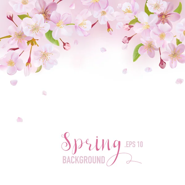 Cherry Blossom Spring Background - with place for your Text — Stock Vector