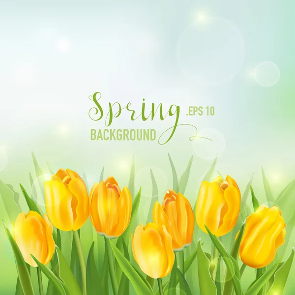 Spring Background - with Yellow Tulips Flowers - in vector — Stock Vector