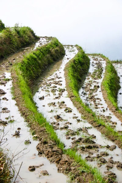 Terraços de arroz longji — Fotografia de Stock