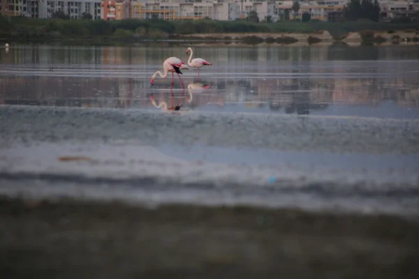 Flamingi w Cagliari — Zdjęcie stockowe