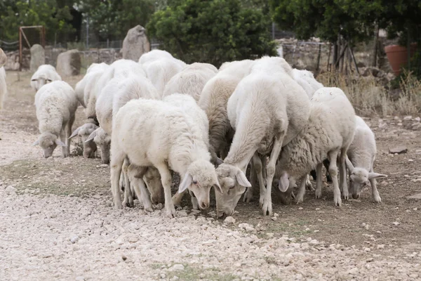 Kudde schapen — Stockfoto