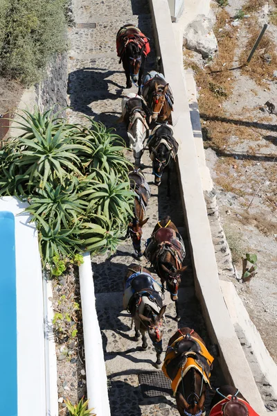 Santorini Donkey Ride — Stock Photo, Image