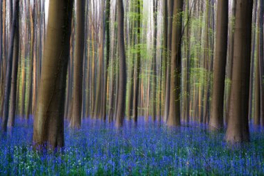 Bluebells çiçekler Hallerbos