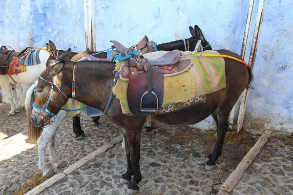 Santorini Donkey Greece — Stock Photo, Image