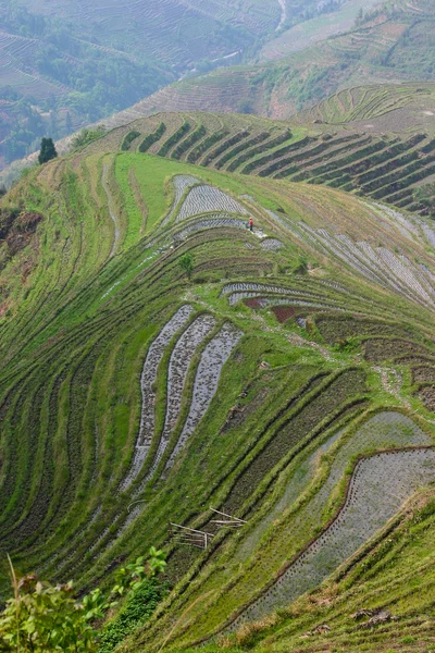 Terrazas de arroz Longji —  Fotos de Stock