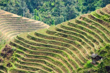 Longji pirinç terasları