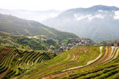 Longji pirinç terasları