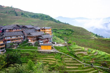 Longji pirinç terasları