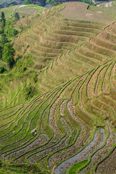 Tarasy ryżowe Longji — Zdjęcie stockowe