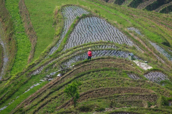 Terrazas de arroz Longji — Foto de Stock