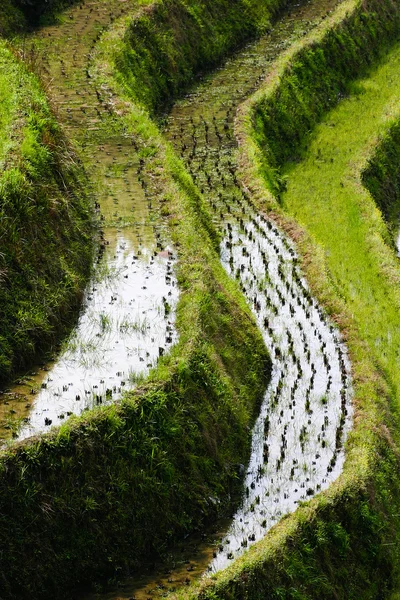 Terrazas de arroz Longji — Foto de Stock