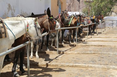 Santorini eşek Yunanistan