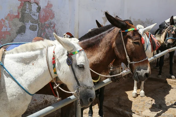 Osioł Santorini Grecja — Zdjęcie stockowe