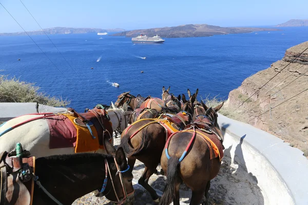 Fira eşekler Santorini — Stok fotoğraf