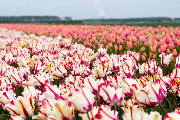 Barevné Pole Tulipánů Nizozemsku — Stock fotografie