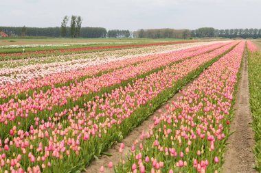 Hollanda 'daki renkli lale tarlası