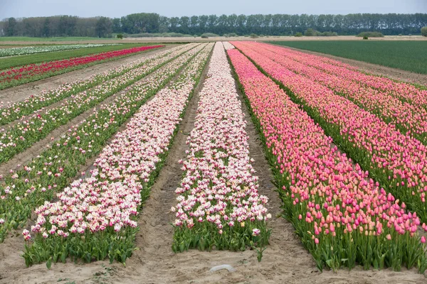 Kolorowe Pole Tulipanów Holandii — Zdjęcie stockowe