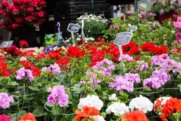 Flores Florería Del Mercado Lille — Foto de Stock